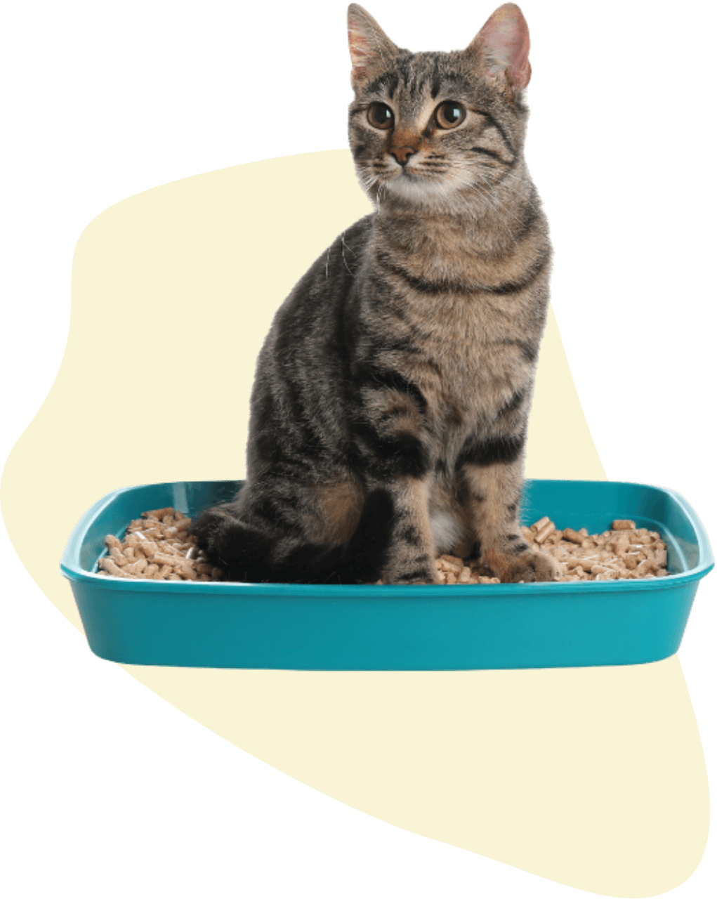 おトイレに座る猫