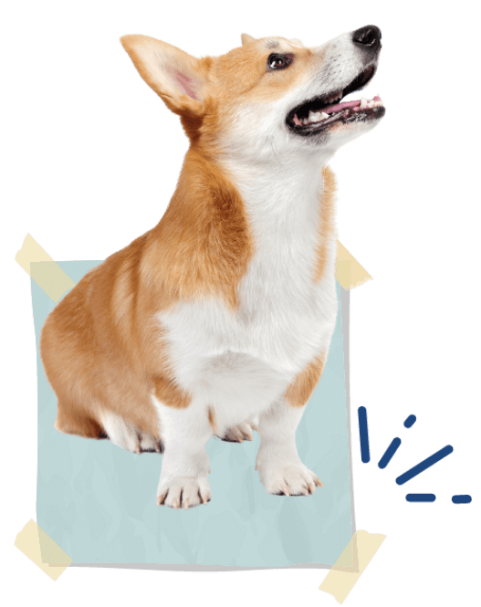 ペットシーツの上に座る犬