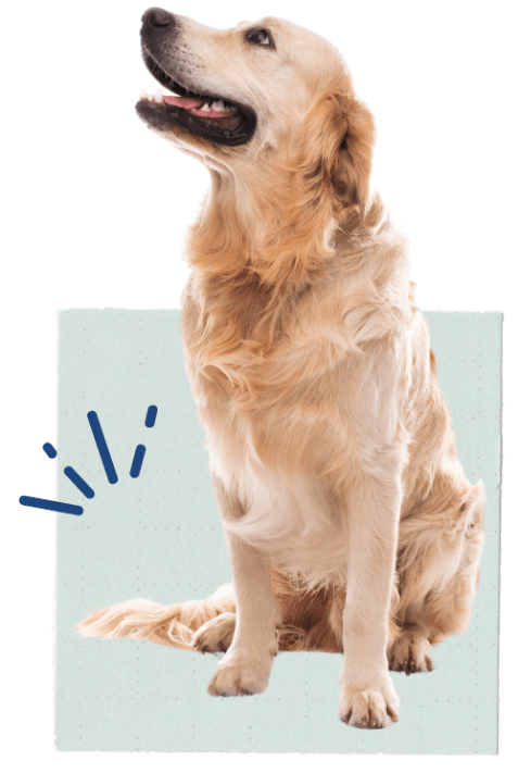 ペットシーツの上に座る大型犬